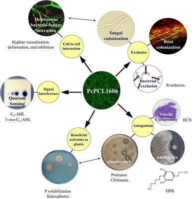 Fitness Features Involved in the Biocontrol Interaction of Pseudomonas chlororaphis With Host Plants: The Case Study of PcPCL1606